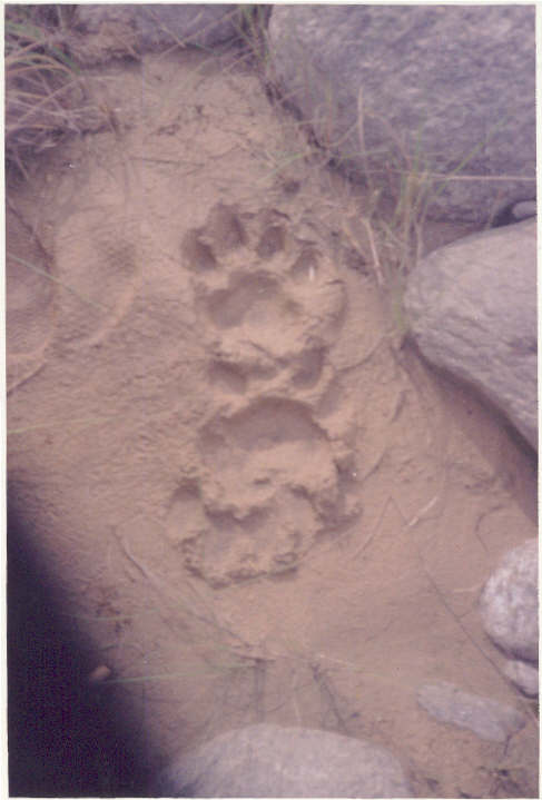 A Footprint of tiger