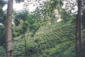 A Tea Garden, Nampong