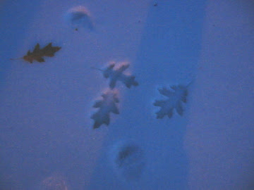 the archaeology of snow