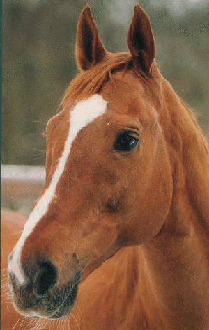 Korkki