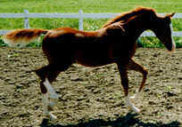 Merri