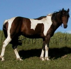 Miksu