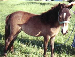 Noreen