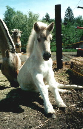 Fifi