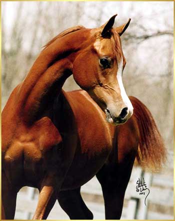 Roci