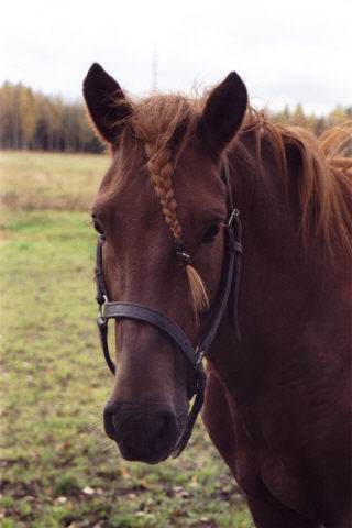 Romeo