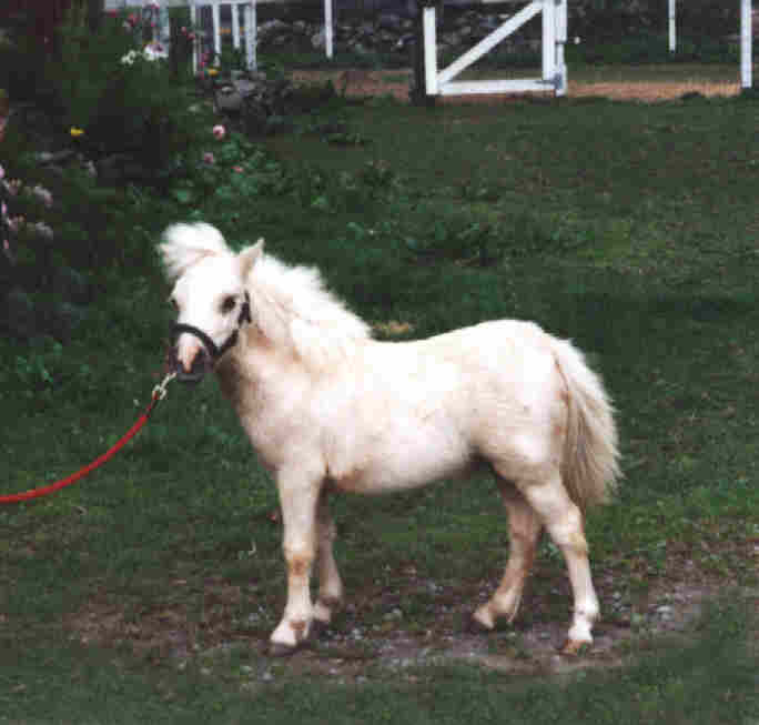 Sanni