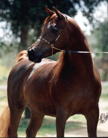 Sassi