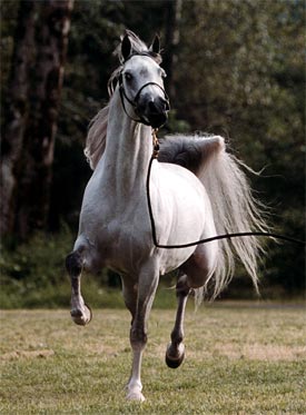 Silver Boy