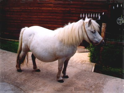 Vagu