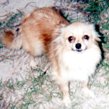 [our dog]