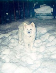 Meesha in the Snow
