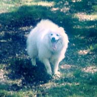 Meesha at a Picnic