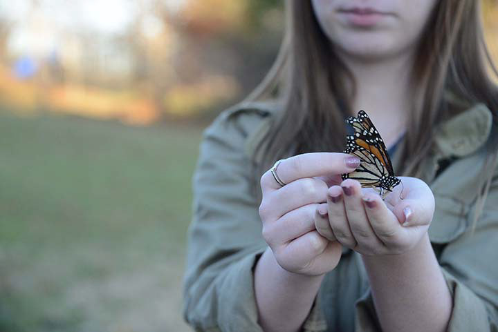 Butterflies in fall