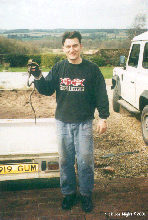 I caught this snake in our garden. It's a gras snake - latin. Columbo...