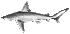 Explore shark's life