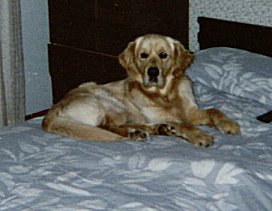 beau