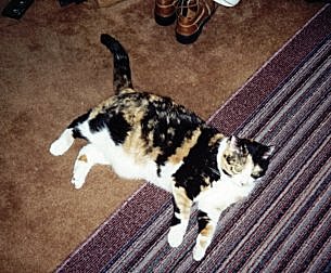 I told you she got fat