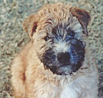 Tucker