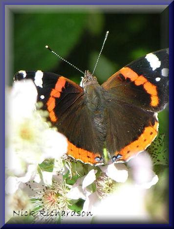  Animals, Birds and Insects