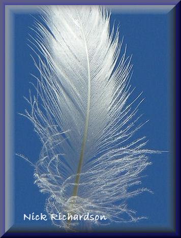 Click to view images of Angels & Feathers