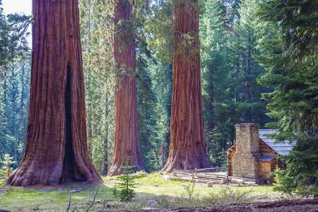 bigtree