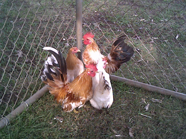 Malaysian Serama Bantams