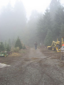 A photo of me walking through the fog at the WSU Farm Tour.  This is a small Christmas tree Farm outside of Auburn, Washington.  Photo by my friend Katherine, taken October 7, 2006.