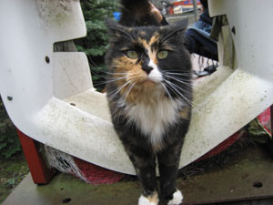 A photo a stray cat at the WSU Farm Tour.  This was taken at a small Christmas tree Farm outside of Auburn, Washington.  Photo by me, taken October 7, 2006.