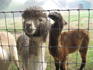 A photo of two alpackas at the WSU Farm Tour.  This was taken at a small farm outside of Auburn, Washington.  Photo by my friend Katherine, taken October 7, 2006.