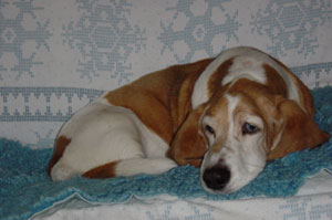 Photo of my dog Beulah on December 25, 2002.  Photo by Nick Peyton.