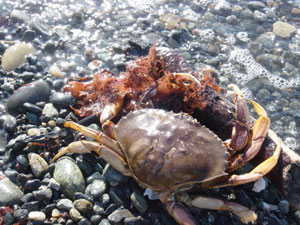 A photo of the crab with red seaweed. Photo taken at Discovery Park, Seattle, WA.  Photo by Nick Peyton.