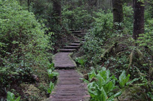 Photo of the boardwalk trail. From the photo you can see how thick the rainforest is.  Photo taken on April 27, 2007 at Cape Alava, WA.