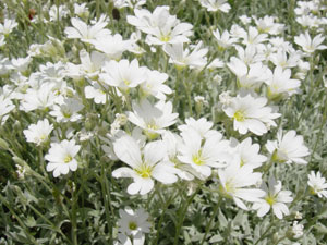Photo of a small patch of flowers in Roslyn, WA on June 16, 2006.  Photo by Nick Peyton.