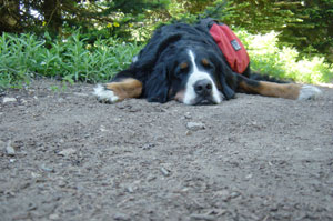 Photo of Eiger sleeping on the trail on July 9, 2006.  Photo courtesy of Nick Peyton.