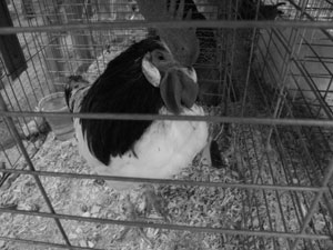 A photo of a rather loud rooster.  I think it hated me.  Photo by Nick Peyton, taken August 26, 2006.