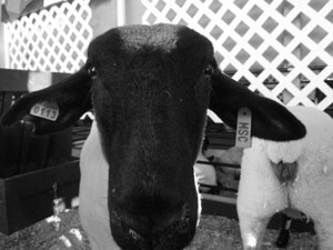 A photo of a very hungry goat.  This guy was eating a wooden sign in his pen.  Photo by Nick Peyton, taken August 26, 2006.