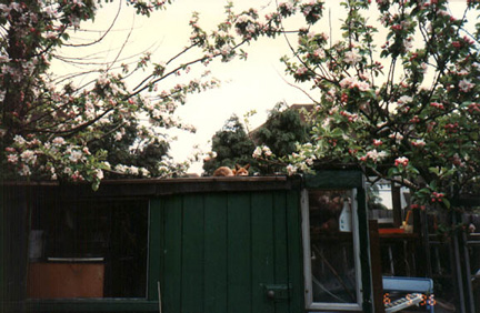Fox_at_homestay