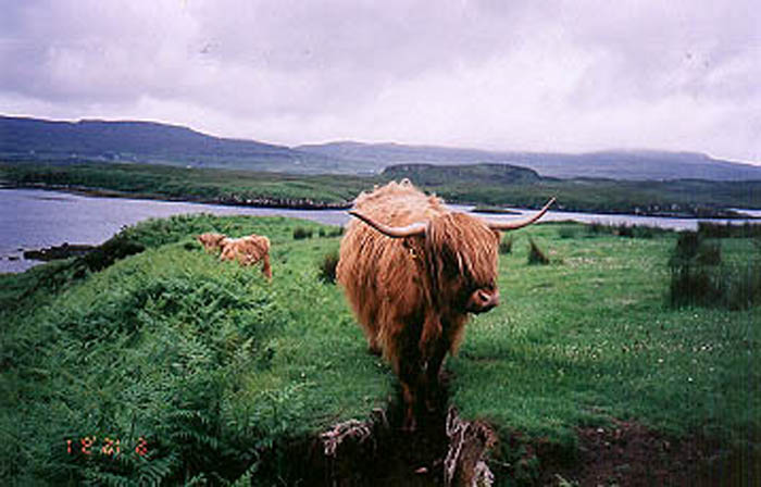 Scotish_Cow_1