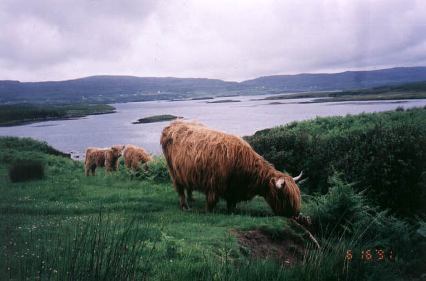 Scotish_Cow_2