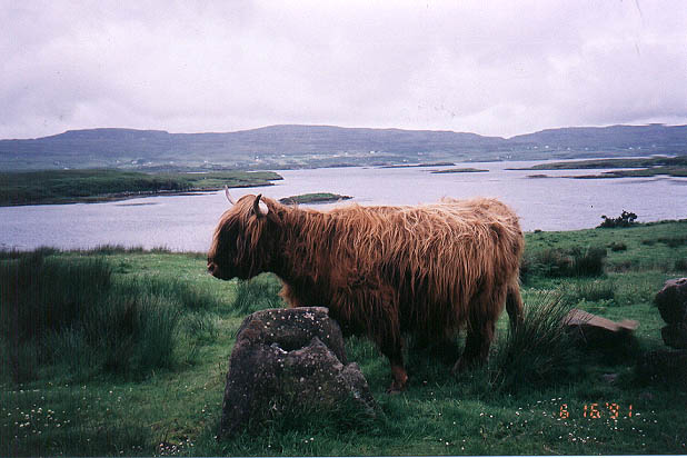 Scotish_Cow_3