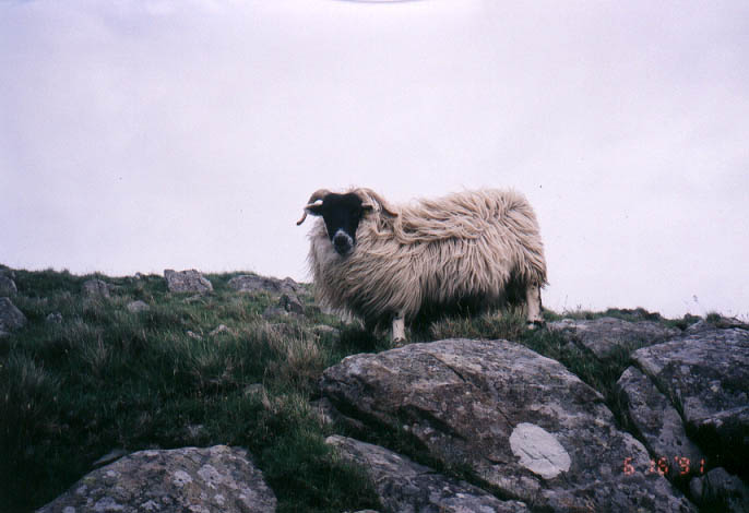 Scotish_sheep_1