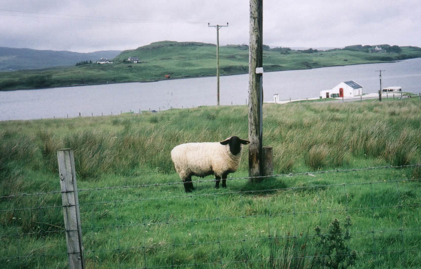 Scotish_sheep_2