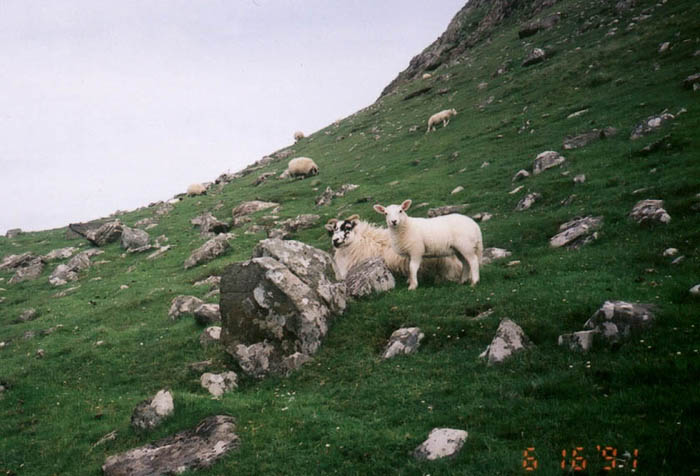 Scotish_sheep_3