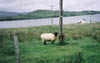 Scotish_sheep_2