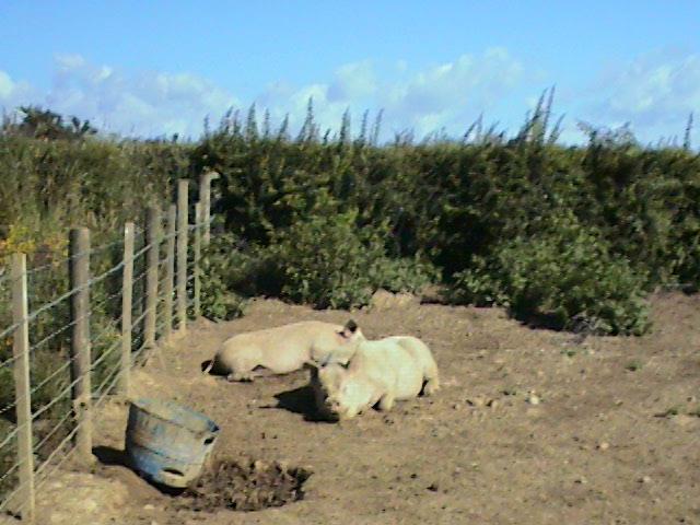 Les cochons reproducteurs