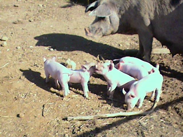 Les porcelets et maman, (ages de 4 jours)