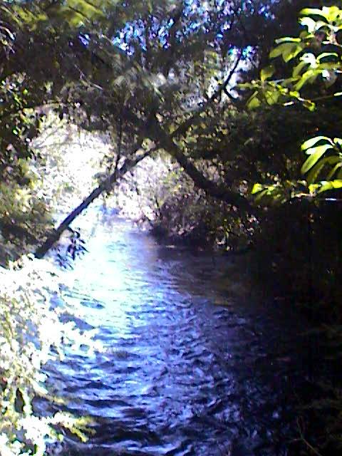 Dans la foret native