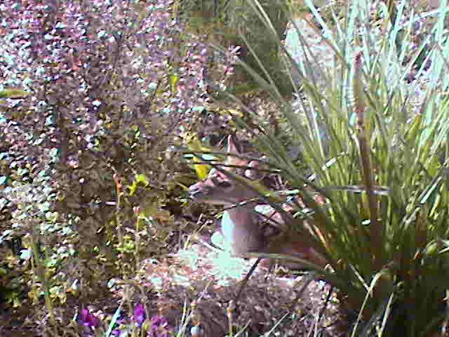  Chuuut, ya Bambi qui dort!