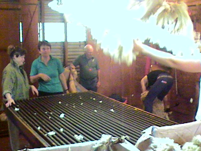 La toison arrivant sur la table